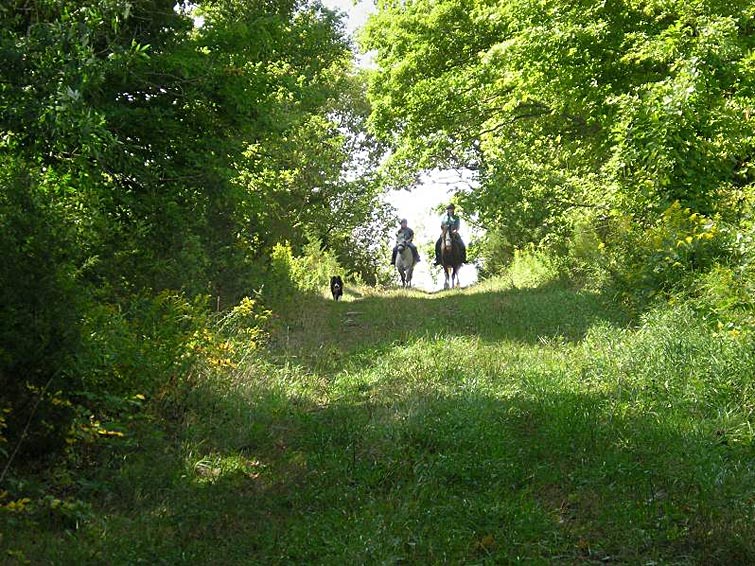 Large vierw of a Meadowland Trail